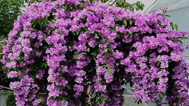 此花,花开上千朵,一年能长2米高,比三角梅还强健,盛夏花最旺