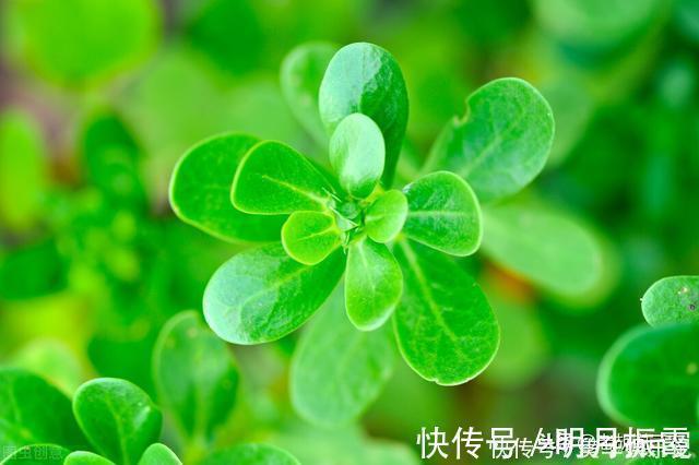 滇药录|本是野草,却被称为“天然青霉素”,怪不得许多人愿意吃呢