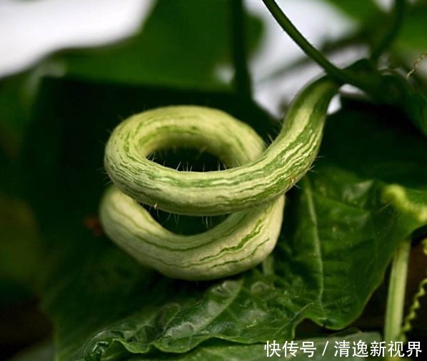 此物|鸡蛋和此物一起炒,子宫越来越干净,远离妇科炎症,俺一周吃一次