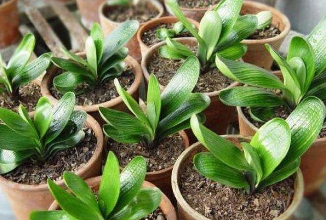 家养君子兰总是烂根掌握几个养护技巧,株形挺拔、四季常青