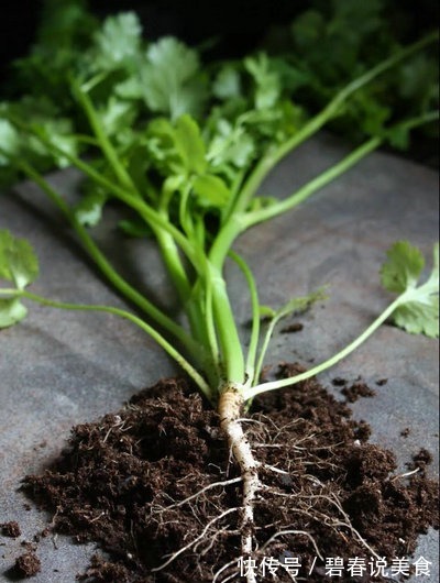 香菜根|这些厨房“边角料”是天然感冒药,不花一分钱轻松治感冒,再也不用去药店了