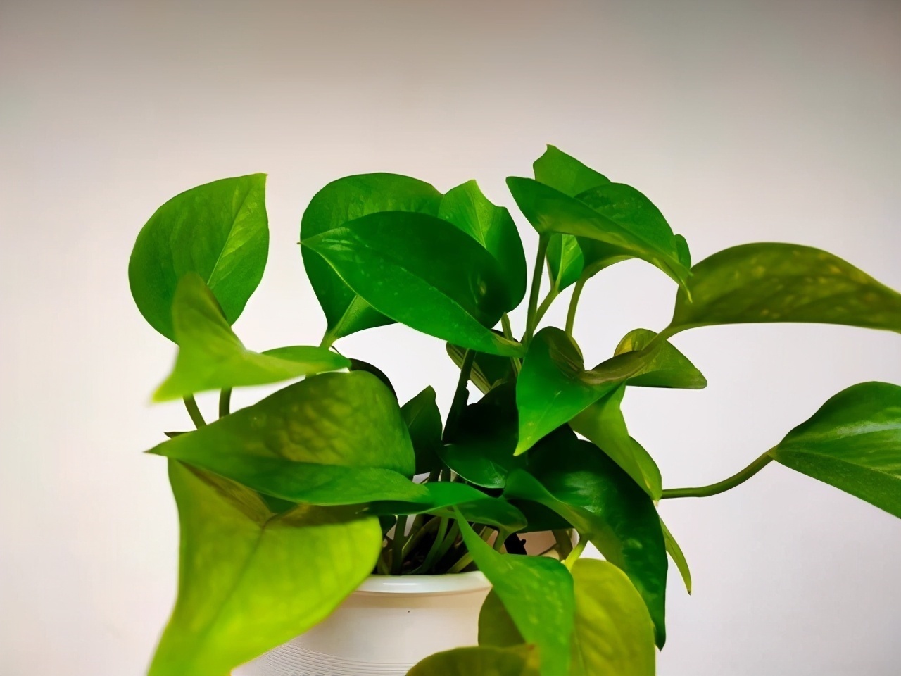 绿萝能摆放在卧室养护吗?有什么养护注意事项?