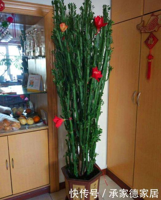 耐旱|3种耐旱的客厅花卉,30天不浇水,反而长爆盆,适合新手