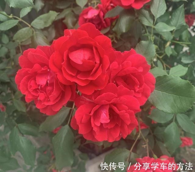 大哥图省钱,给蔷薇浇“金汁”,如今长到2层楼高,花开上万朵!