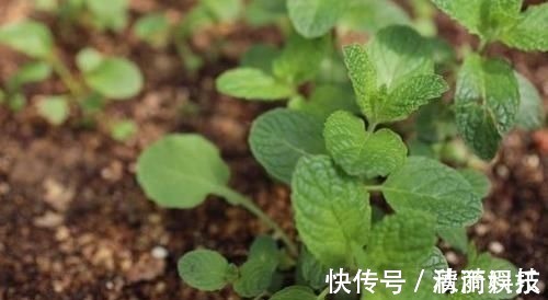 卧室长期放盆栽,失眠的人就选2种,好看又好养,净化效果好