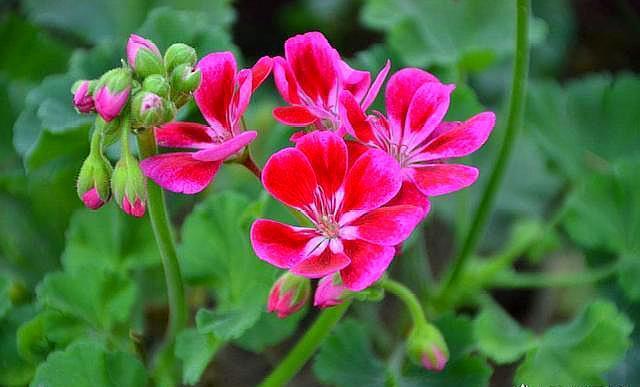 好养的花卉就选“它”，品种多，开花五颜六色，一年开花365天