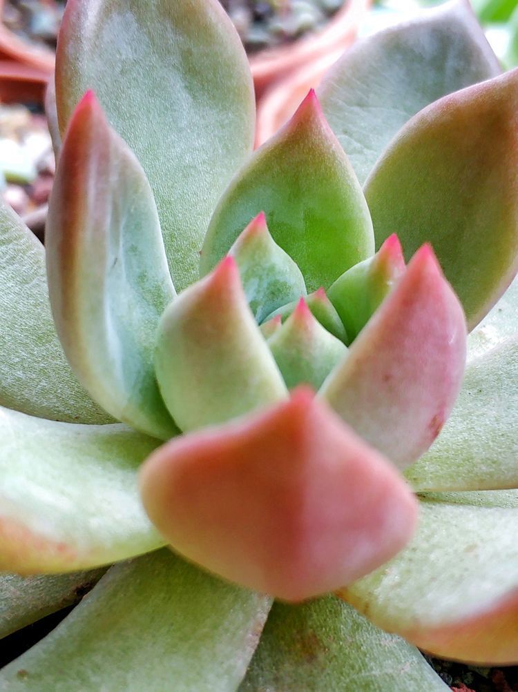 成长|与多肉一起走过的日子,见证多肉的成长过程!