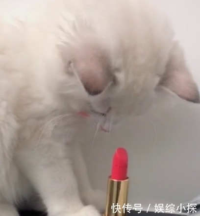 发现猫咪玩口红,主人正要发飙,却被它抬头后的样子惊艳到了
