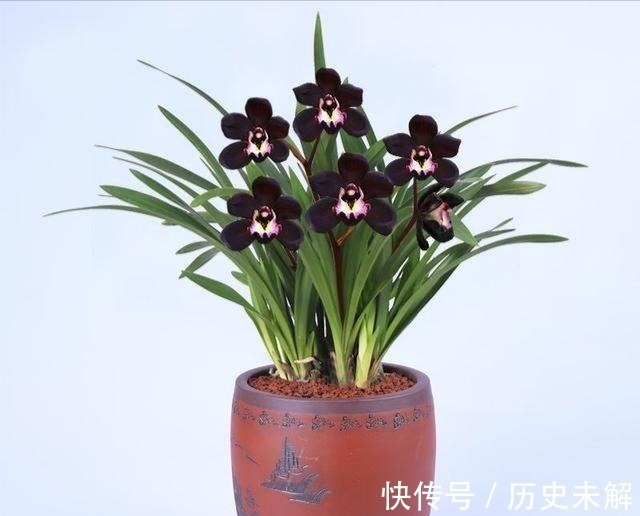 淡色调|这款兰花真奇怪,被誉为是兰花界的“黑魔法”,适合新手养护!