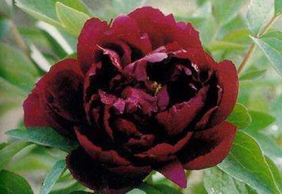 花型|想养花不妨选“它”不但颜色“奇特”还开花硕大,养上值了