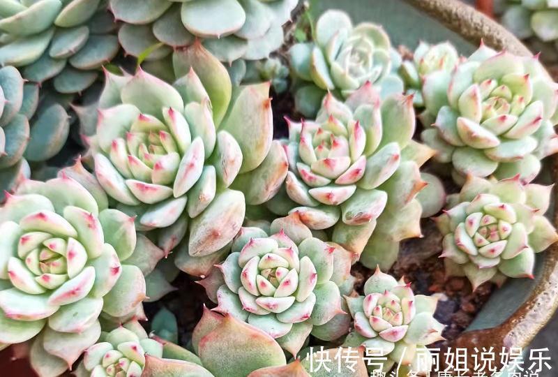 优点|多肉苯巴和蒂比都不易上色,但换盆的时候我决定淘汰蒂比而留苯巴