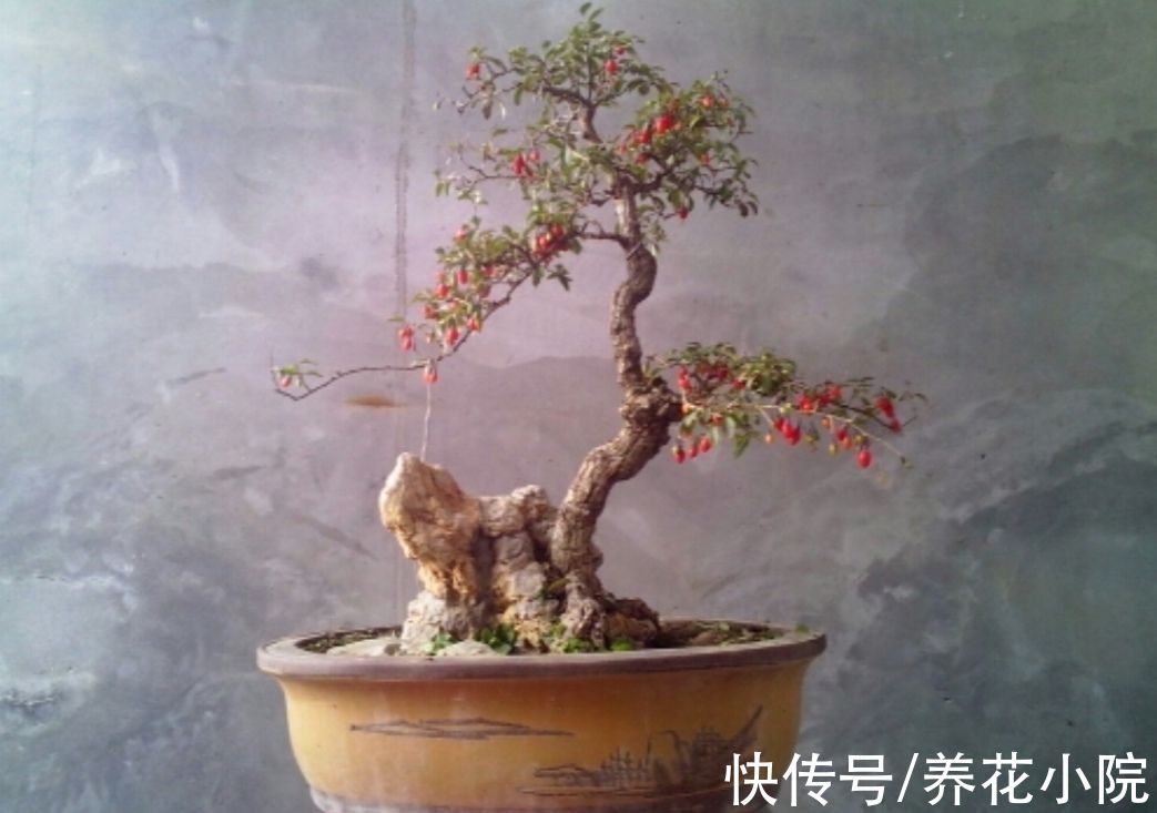 外面遇到3种树,适合做成盆景观,古朴苍劲观赏性强