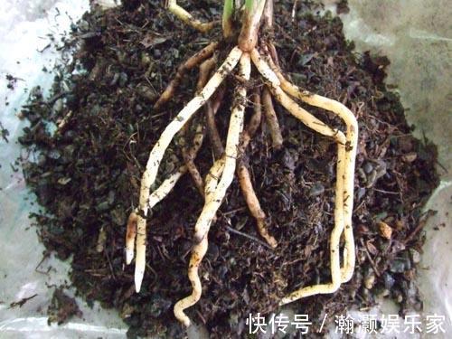 松针土|养君子兰,捡回“2种料”,扔盆里,根系旺,开花多,美极了