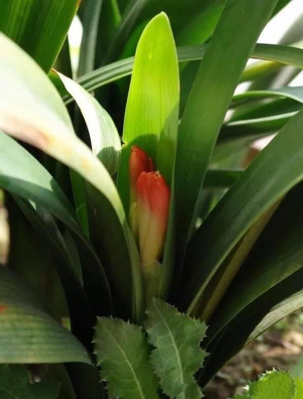 花苞|花卉换盆,4大“禁区”不要碰,否则黄叶掉花苞,换一盆死一盆