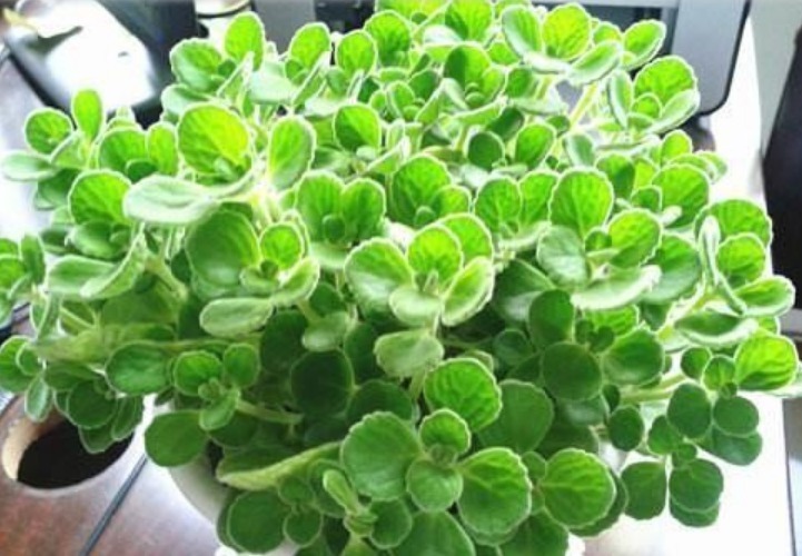 “5种花”是爆盆能手，好养易活，直接开成“花海”，太美了！