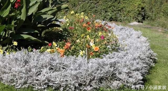植物|圣诞节快到了,高冷气质的银叶菊养起来,高冷的气质非常有品质