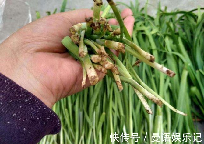 买韭菜,买红根还是白根?老菜农教你1招,记住1点就行,不会买错