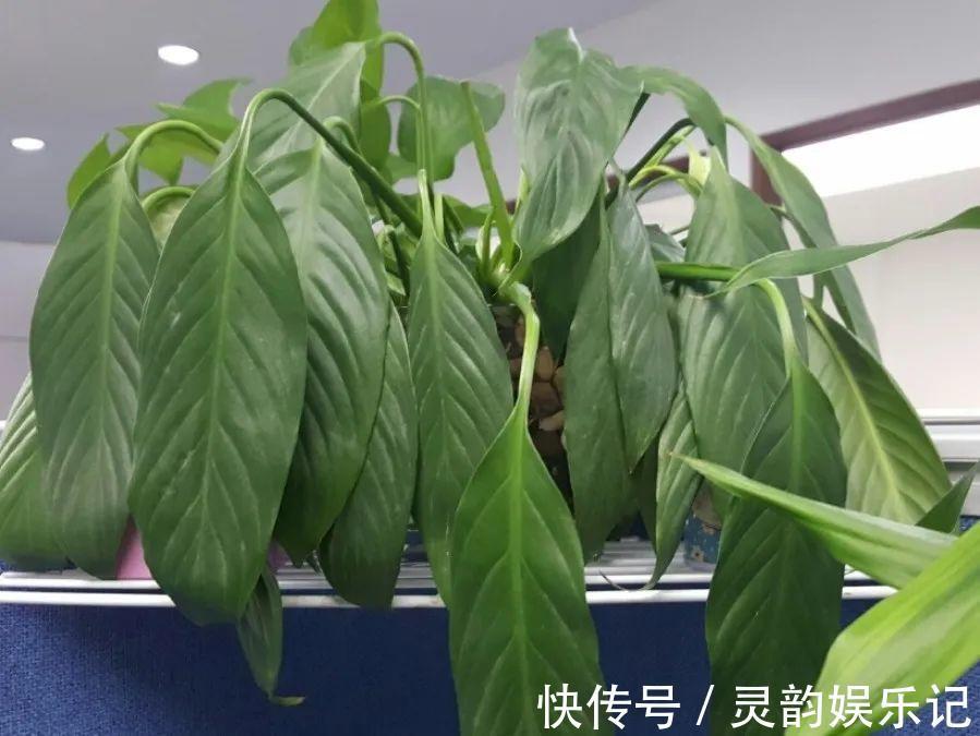 6种花一天不浇水，叶子就耷拉，缺水3天就死翘！