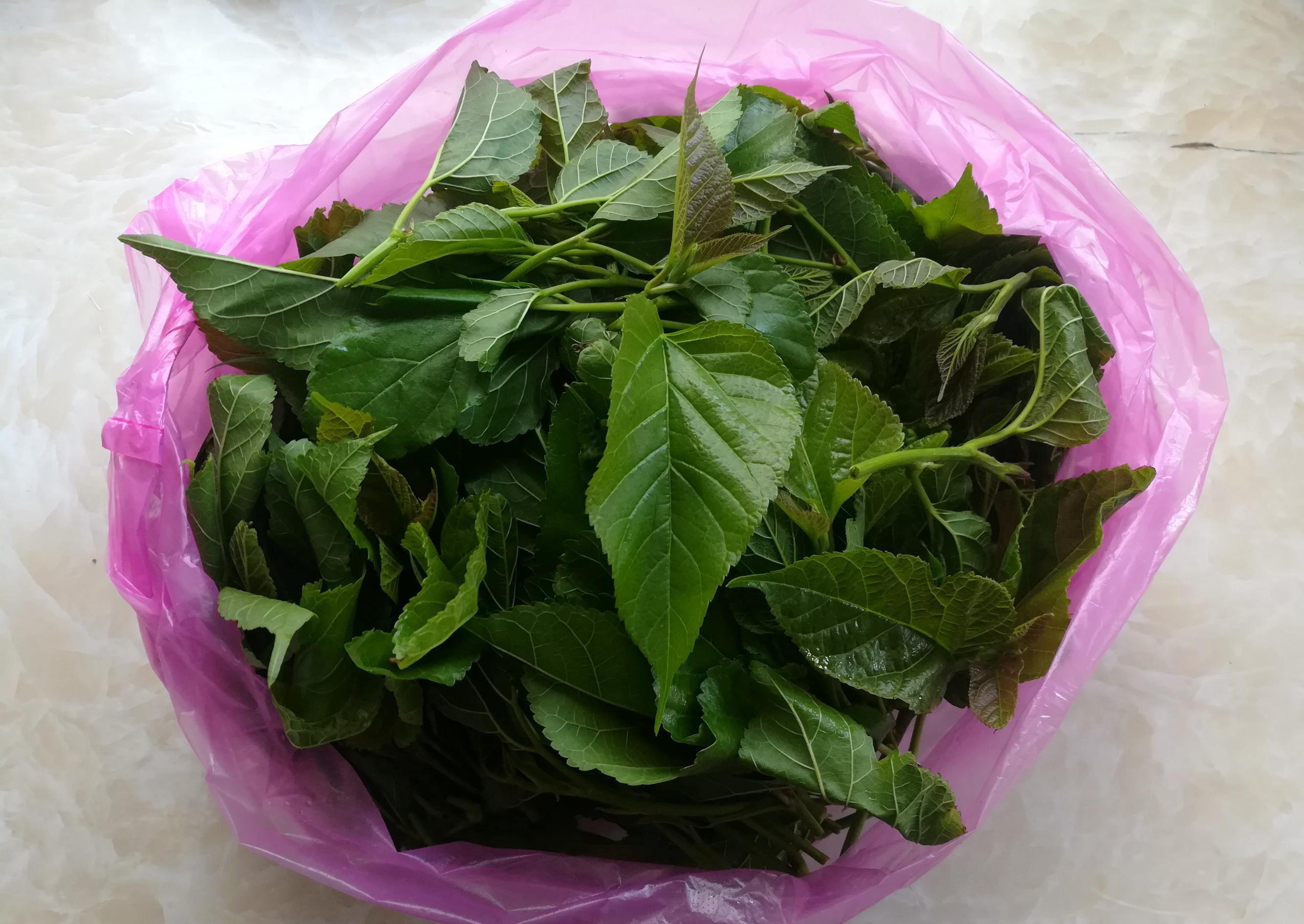 龙宝|农村里随处可见的6种野菜,第5种很多人都没吃过,网友:想试试