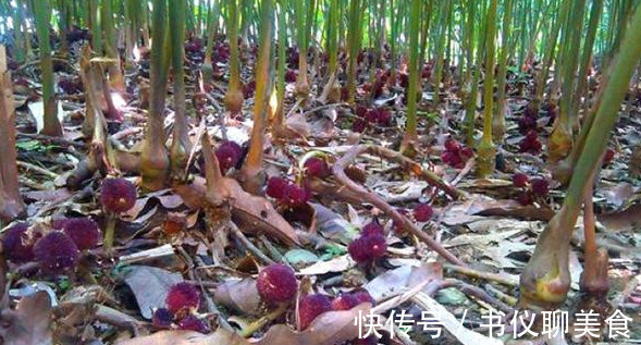 干果|竹林中的野果产量极少,物以稀为贵,制成干果1斤2千元!