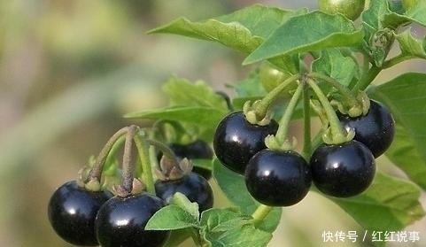 果实|小时候常吃的8种野果,吃过5种就服你,全吃过的人不多!