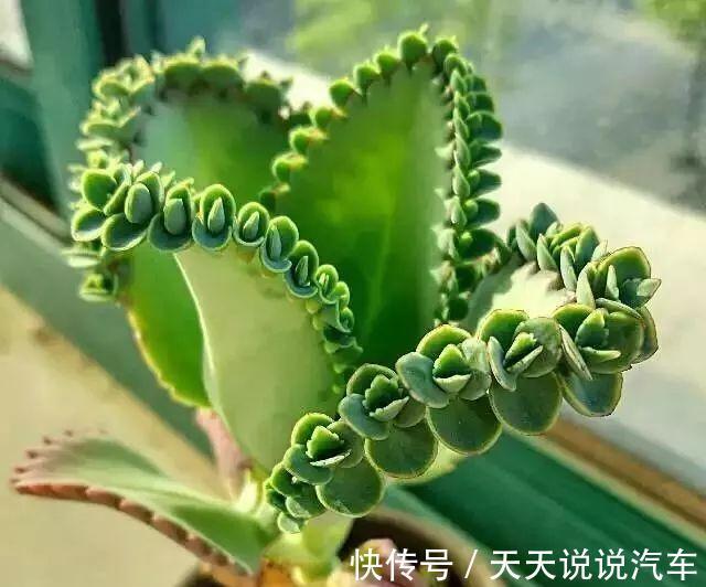 养不死的多肉排名,入坑必选,普货练手不怕浪费