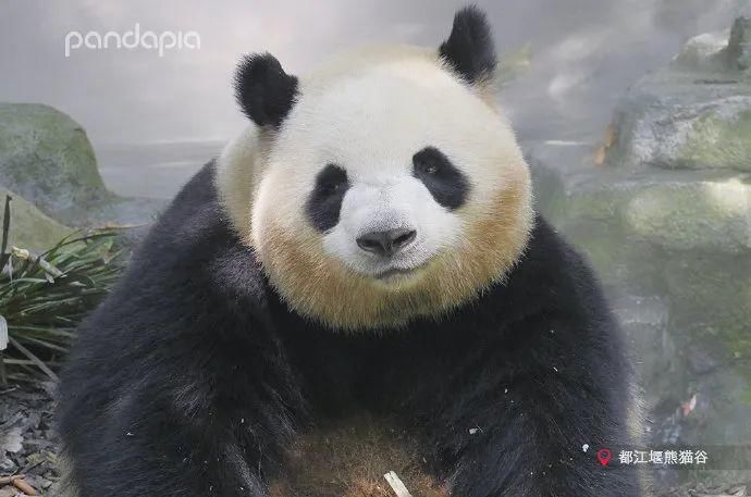  小龙女|当大熊猫遇上《神雕侠侣》