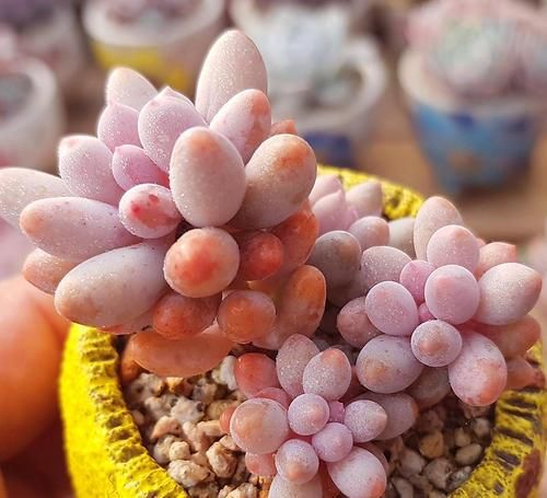  婴儿|多肉婴儿手指，了解掌握4个要点，叶子饱满颜色粉嫩，长成悬崖桩