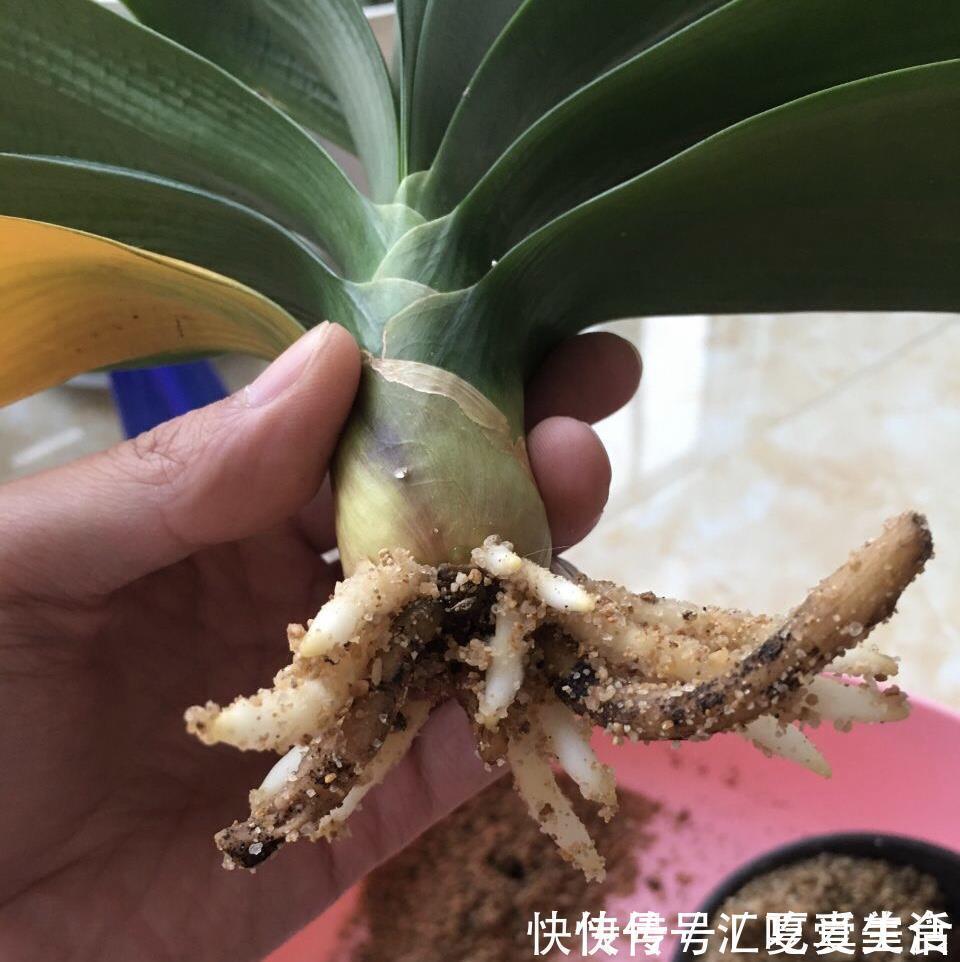 给裸根君子兰“催根”，教你3个方法，养40天冒出“大粗根”