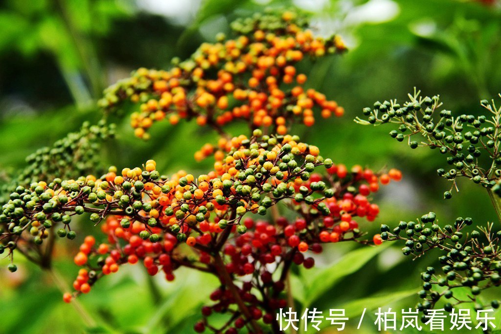 小儿麻痹后遗症|一分钱不花就可治疗颈椎病腰椎病的草药,血满草,接骨草