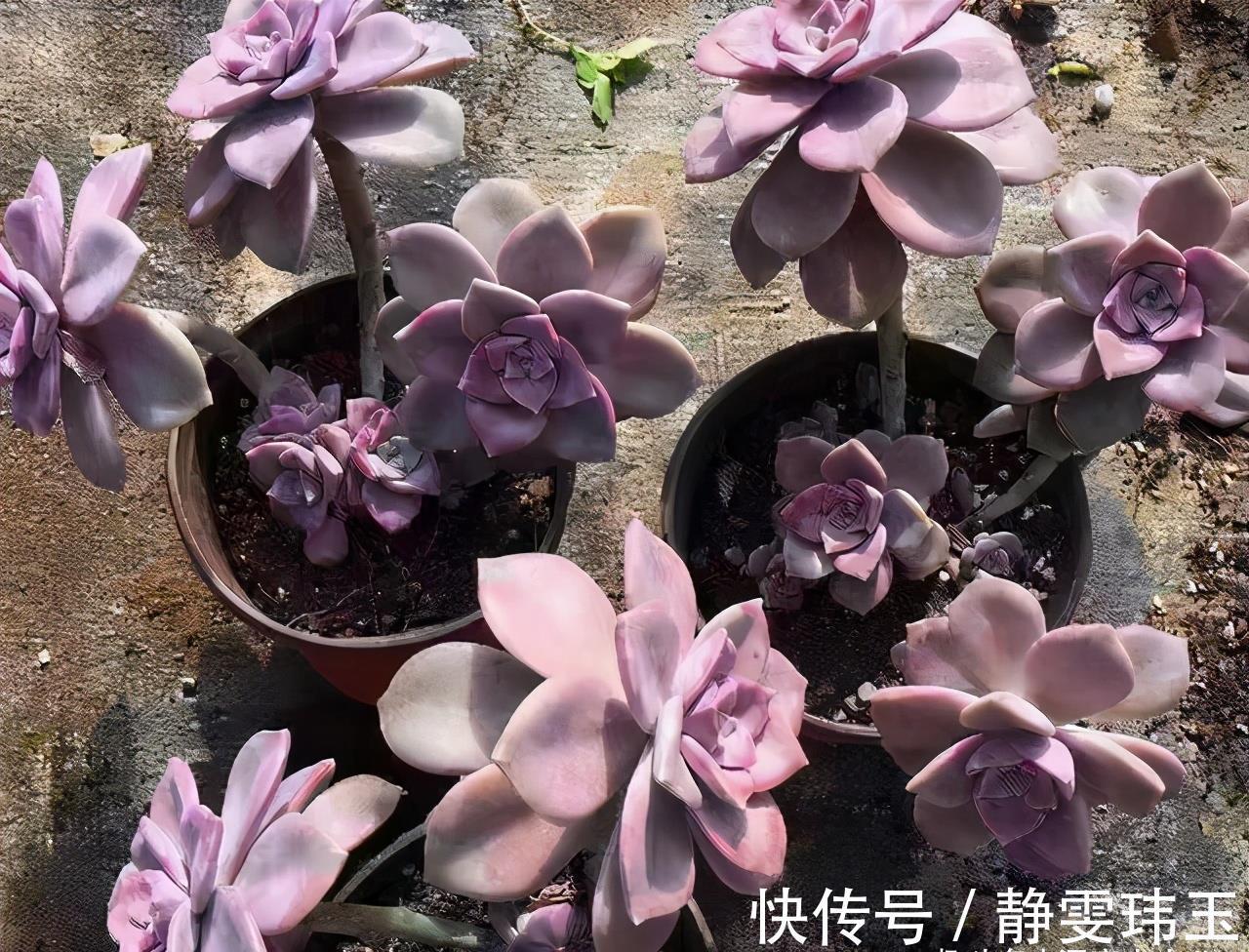 想把多肉养成悬崖桩，满足“三要求”，遇水疯长，爆崽一堆小崽