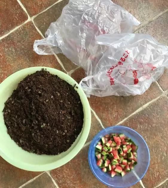 橘子皮|2斤西瓜皮丢桶里,加点水,不黄叶不烂根,花一开100朵