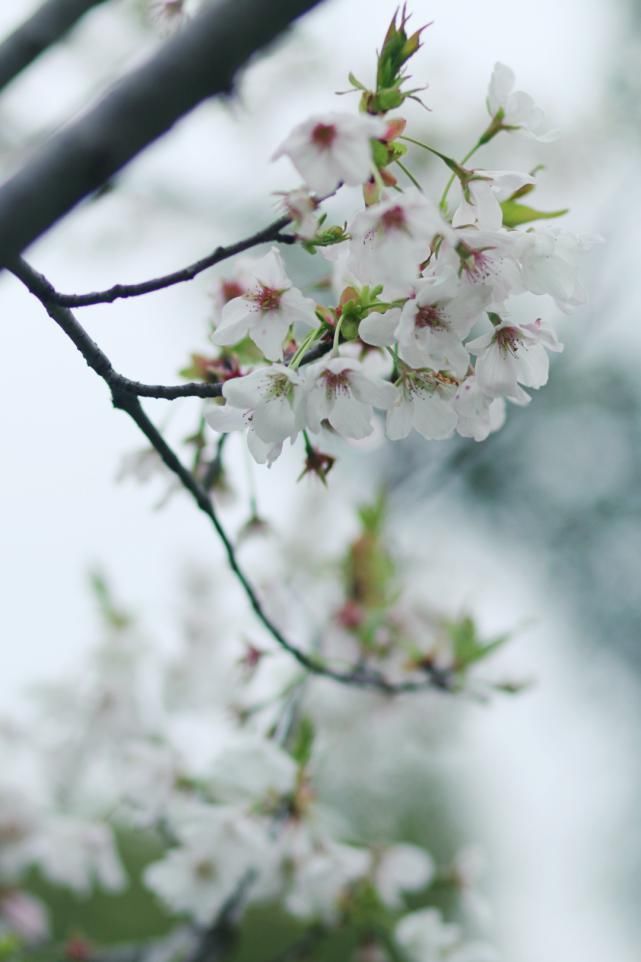 看美图，你一定想来松江这里踏青！