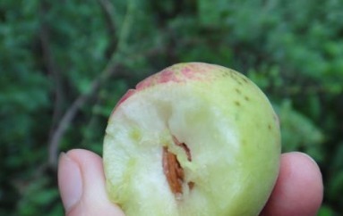 刺梨|几种野果已经不多见了,全吃过的估计都成家了!