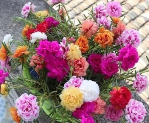 聪明人都养4种花,好养又漂亮,一开就是300多天!