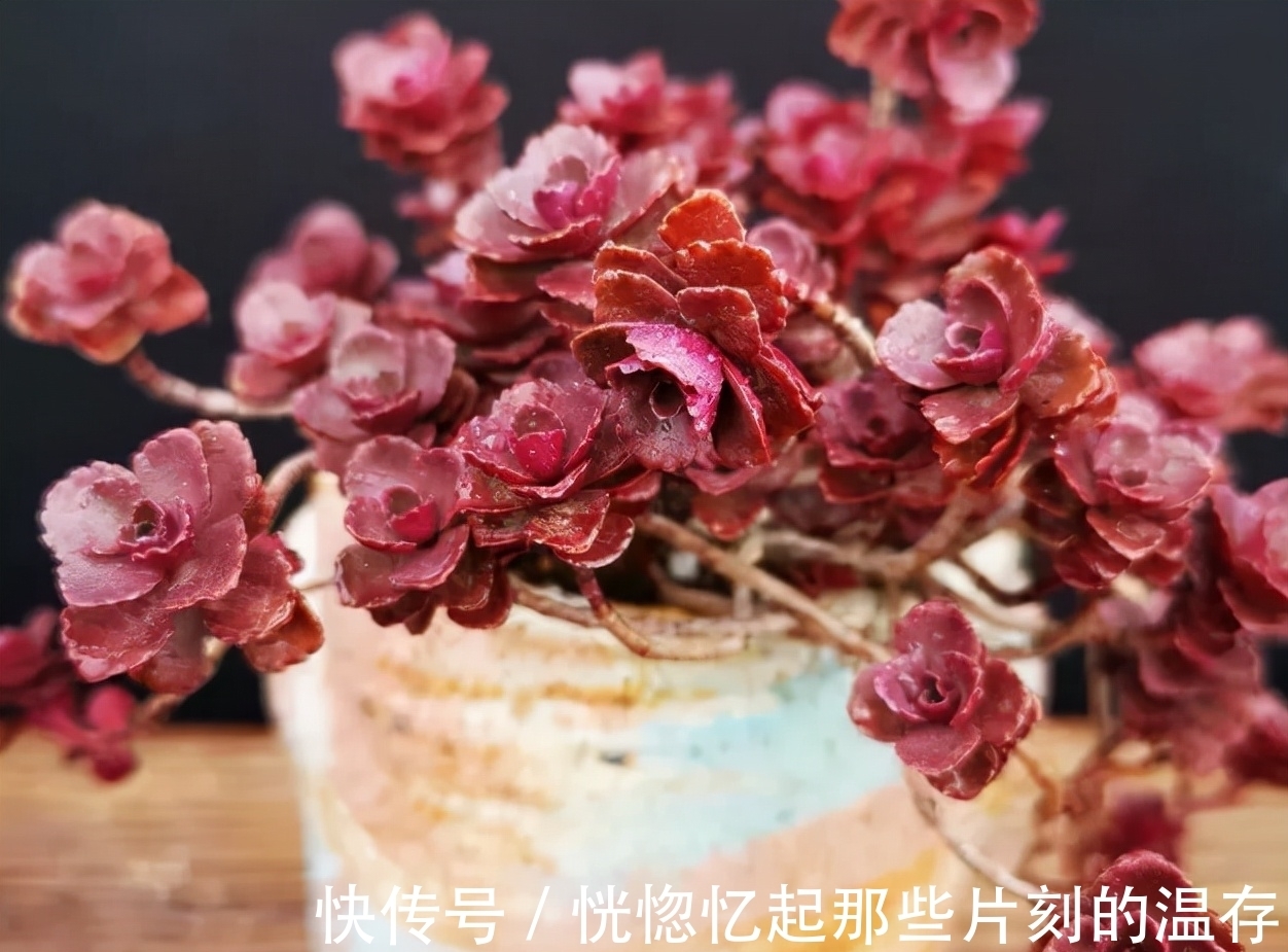 凝脂莲|10种颜值爆表的多肉植物,看看你家养了几种