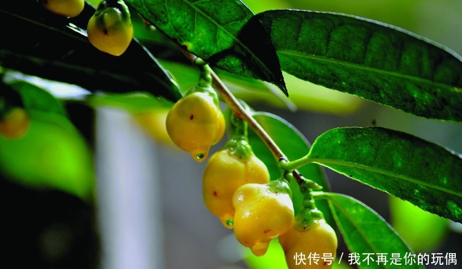 此花是一种古老的植物,具有很高的药用价值,象征着理想的爱