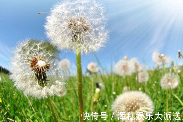 蒲公英水|一杯蒲公英，一家人住进医院，蒲公英的3大禁忌，为人家早了解