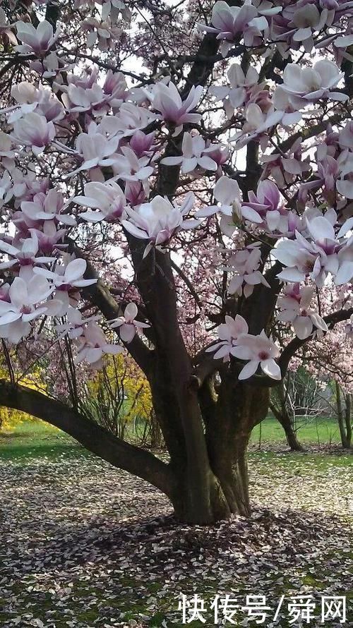神奇!这个开花树居然可以长成这样震撼世人!真是太美了