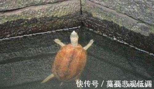 乌龟&古人挖井时,为何会先在井底放只乌龟?并非迷信而是出于科学考虑