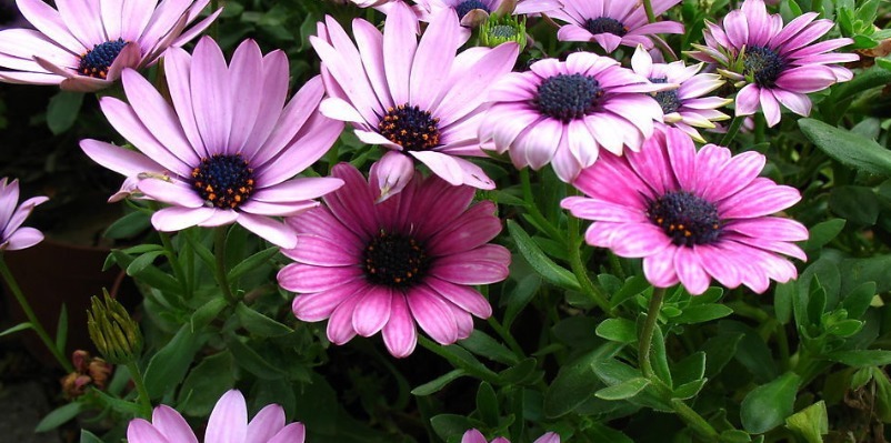 这些菊花是天然的”香水“，开花特别香，花色特别超好养