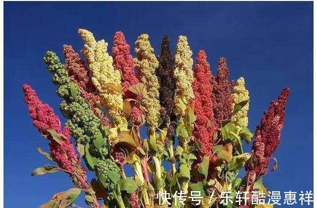 大米|为何都说藜麦热量是大米的三倍