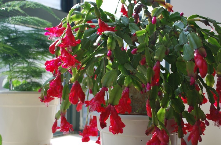 开花期|入坑看看别人是怎么用多菌灵、磷酸二氢钾、阿司匹林养花吧!