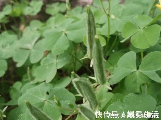 水晶萝卜|它叫三叶酸,很多人只摘叶吃,却不知地下藏“水晶萝卜”,吃过吗