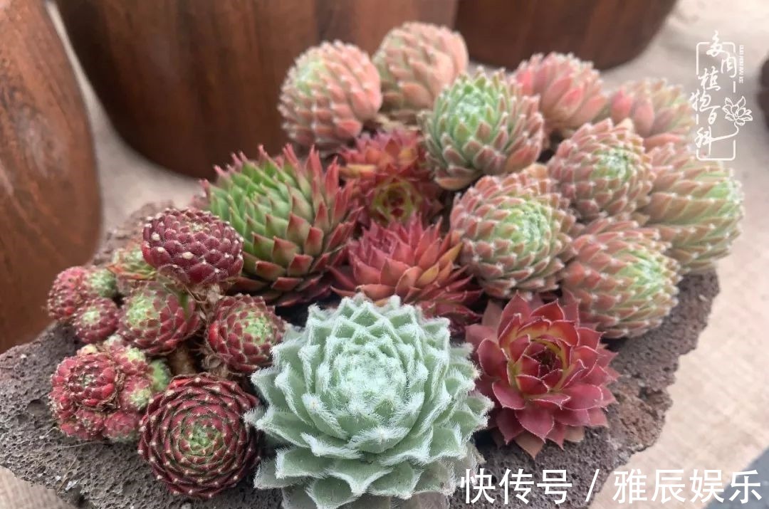 框子|这多肉拼盘这么仙!如何制作达人手把手教你制作长生草拼盘!