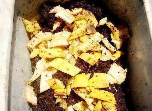 养花不用买营养液，准备好香蕉皮，盆栽植物叶子不泛黄