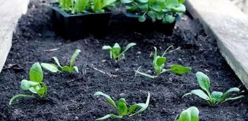 药片、黄豆养花全需下成本，不如用这2样灰，一分钱不花又实用