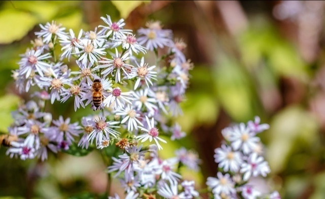 养花|老祖宗传下来的30句养花谚语，句句都到点子上，太实用了