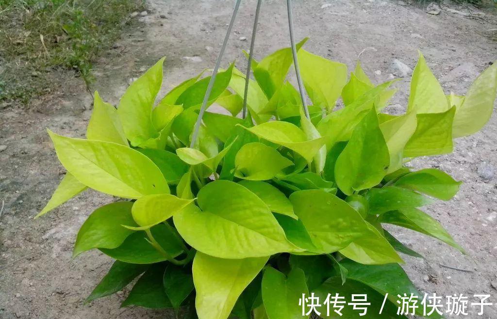 绿萝|解决好绿箩这5个问题,黄叶不再有,净化环境更给力