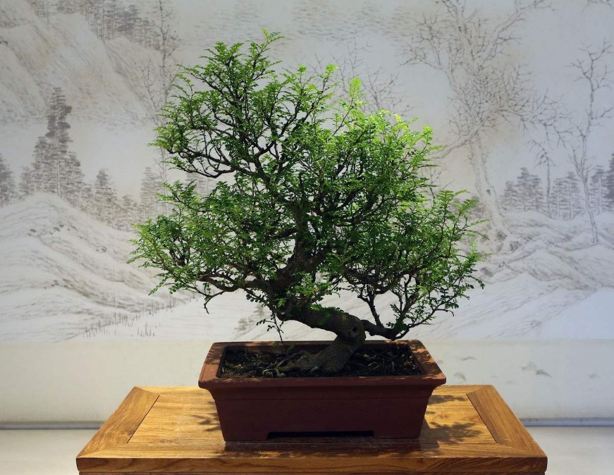 富人不再养花，只养三种树，越来越富的原因找到了，家人一生平安